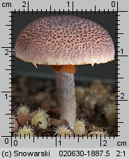 Gymnopilus purpuratus