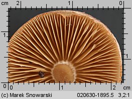 Gymnopilus purpuratus