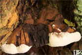 Ganoderma australe (lakownica europejska)