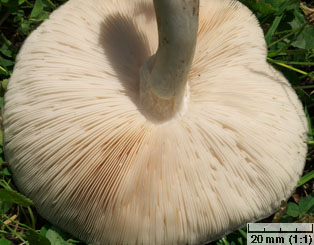 Pluteus petasatus (drobnołuszczak trocinowy)