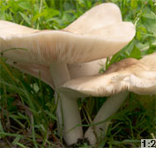 Pluteus petasatus (drobnołuszczak trocinowy)