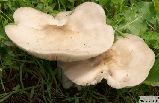 Pluteus petasatus (drobnołuszczak trocinowy)