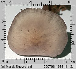 Mycena pelianthina (grzybówka gołębia)