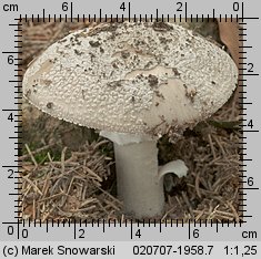 Amanita excelsa (muchomor twardawy)