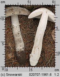 Amanita excelsa (muchomor twardawy)