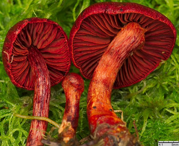 Cortinarius sanguineus (zasłonak krwisty)