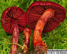 Cortinarius sanguineus (zasłonak krwisty)