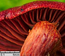 Cortinarius sanguineus (zasłonak krwisty)