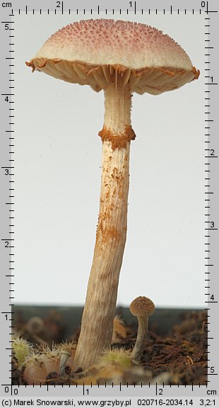 Gymnopilus purpuratus