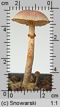 Gymnopilus purpuratus