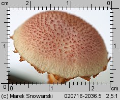 Gymnopilus purpuratus