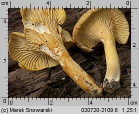 Cantharellus ferruginascens (pieprznik rdzewiejący)