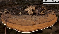 Ganoderma applanatum (lakownica spłaszczona)