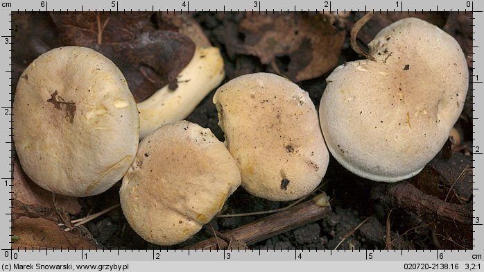 Cantharellus ferruginascens (pieprznik rdzewiejący)