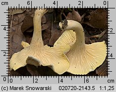 Cantharellus ferruginascens (pieprznik rdzewiejący)