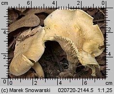 Cantharellus ferruginascens (pieprznik rdzewiejący)