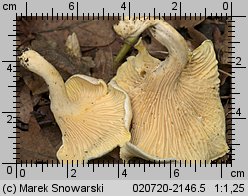 Cantharellus ferruginascens (pieprznik rdzewiejący)