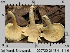 Cantharellus ferruginascens (pieprznik rdzewiejący)