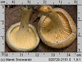 Cantharellus ferruginascens (pieprznik rdzewiejący)