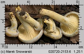 Cantharellus ferruginascens (pieprznik rdzewiejący)