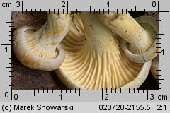 Cantharellus ferruginascens (pieprznik rdzewiejący)