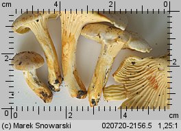 Cantharellus ferruginascens (pieprznik rdzewiejący)