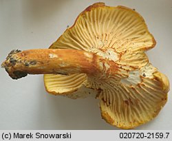 Cantharellus ferruginascens (pieprznik rdzewiejący)