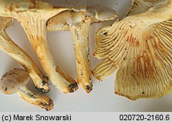 Cantharellus ferruginascens (pieprznik rdzewiejący)