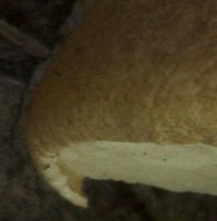 Leccinum duriusculum (koźlarz topolowy)