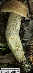 Leccinum duriusculum (koźlarz topolowy)