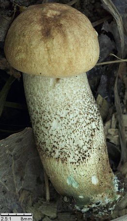 Leccinum duriusculum (koźlarz topolowy)