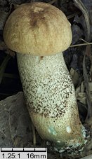 Leccinum duriusculum (koźlarz topolowy)