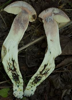 Leccinum duriusculum (koźlarz topolowy)