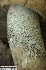 Leccinum duriusculum (koźlarz topolowy)