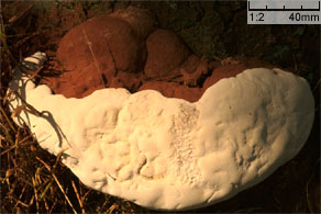 Ganoderma australe (lakownica europejska)