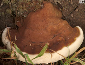 Ganoderma australe (lakownica europejska)