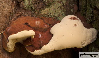 Ganoderma australe (lakownica europejska)