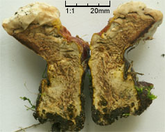 Ganoderma lucidum (lakownica żółtawa)