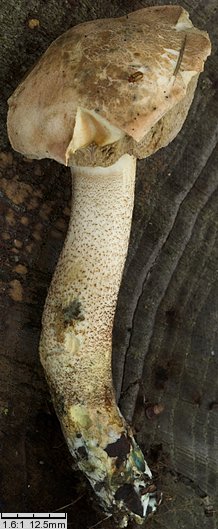 Leccinum duriusculum (koźlarz topolowy)