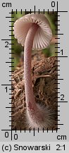 Mycena sanguinolenta (grzybówka krwawiąca)