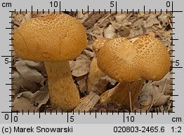 Gymnopilus junonius (łysak wspaniały)