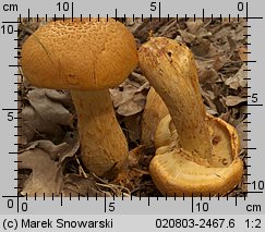 Gymnopilus junonius (łysak wspaniały)