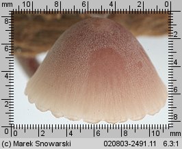 Mycena sanguinolenta (grzybówka krwawiąca)