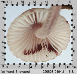 Mycena sanguinolenta (grzybówka krwawiąca)