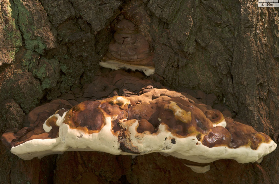 Ganoderma australe (lakownica europejska)