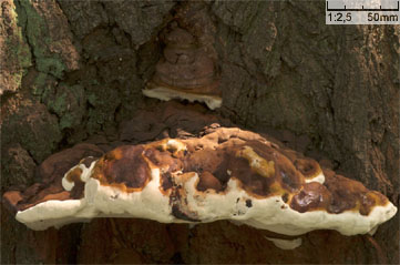 Ganoderma australe (lakownica europejska)