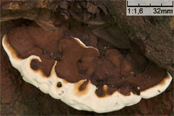 Ganoderma australe (lakownica europejska)