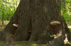 Ganoderma australe (lakownica europejska)