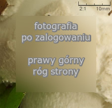 Amanita strobiliformis (muchomor szyszkowaty)
