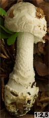 Amanita strobiliformis (muchomor szyszkowaty)